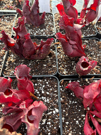 Sarracenia Purpurea ssp Venosa Red form