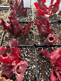 Sarracenia Purpurea ssp Venosa Red form