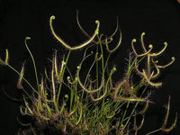 Drosera binata var. binata