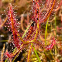 Drosera binata var. binata  'Wilsons'