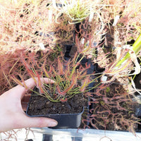 Drosera  binata var. binata  