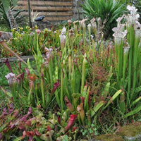 Offre spéciale tourbière