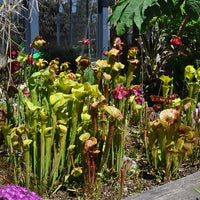 Offre spéciale tourbière