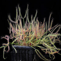 Drosera  binata var. multifida ( Dam Rd Shannon, New Zealand)