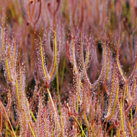Drosera  binata var. multifida ( Dam Rd Shannon, New Zealand)