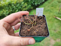 Drosera  binata var. binata  'Violet clone'