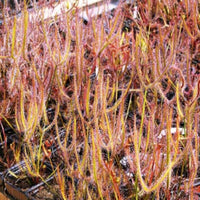 Drosera binata 