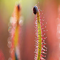 Drosera binata 