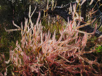 Drosera binata var. binata