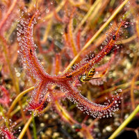Drosera binata var. dichotoma - Kiama, NSW