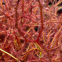 Drosera binata var. multifida  f. extrema 