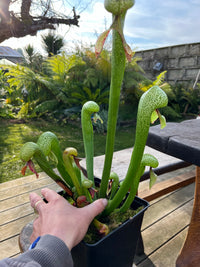 Darlingtonia californica