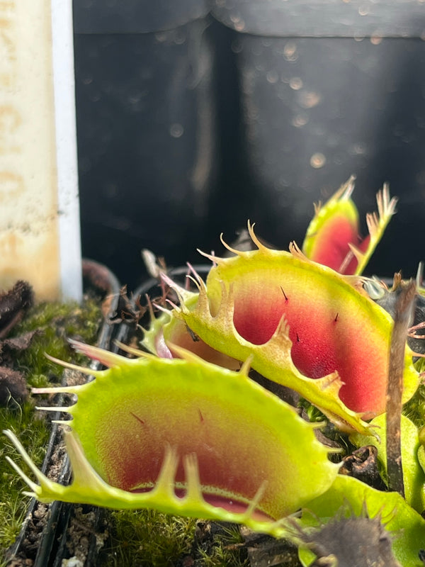 Dionaea type