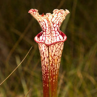 Sarracenia Leucophylla  Jackson CO.