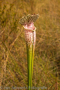 Sarracenia Leucophylla  Jackson CO.
