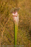 Sarracenia Leucophylla  Jackson CO.