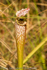Sarracenia Leucophylla  Jackson CO.