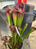 Sarracenia LPJA 001 «Queen Chaos»