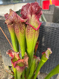 Sarracenia LPJA 001 «Queen Chaos»