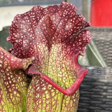 Sarracenia LPJA 001 «Queen Chaos»
