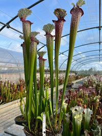 Sarracenia LPJA 004 «LPJA Sphinx »