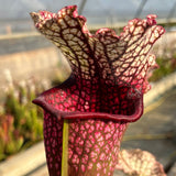 Sarracenia LPJA 007 "Red Bond"