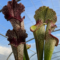 Sarracenia LPJA 009 