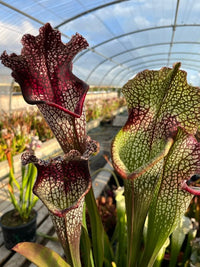Sarracenia LPJA 009 "Agatha"