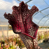 Sarracenia LPJA 009 "Agatha"