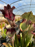 Sarracenia LPJA 009 "Agatha"