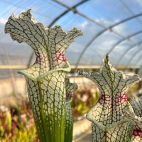 Sarracenia LPJA-010 «Sleepy bones»