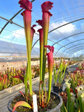 Sarracenia LPJA 012 «Big City B.B»