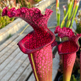 Sarracenia LPJA 012 «Big City B.B»