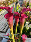 Sarracenia LPJA 012 «Big City B.B»
