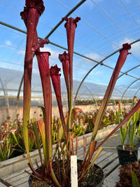 Sarracenia LPJA 015 «LPJA Iris»