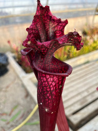 Sarracenia LPJA 015 «LPJA Iris»