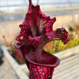 Sarracenia LPJA 015 «LPJA Iris»