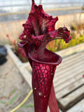 Sarracenia LPJA 015 «LPJA Iris»