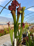 Sarracenia LPJA 016 «Red Targuet»