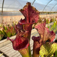 Sarracenia LPJA 016 «Red Targuet»