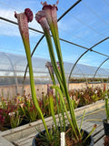 Sarracenia LPJA 017 «Zaratan»