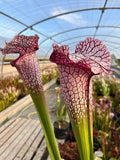 Sarracenia LPJA 017 «Zaratan»