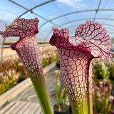 Sarracenia LPJA 017 «Zaratan»