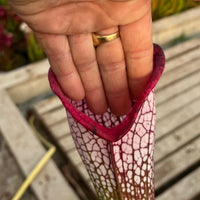 Sarracenia LPJA 017 «Zaratan»