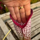 Sarracenia LPJA 017 «Zaratan»