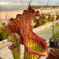 Sarracenia LPJA 018 «Botte de paille »