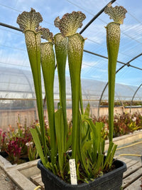 Sarracenia LPJA 019 «Big Mac Fly»
