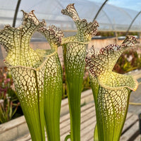 Sarracenia LPJA 019 «Big Mac Fly»