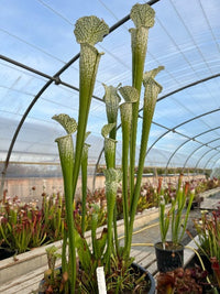Sarracenia LPJA 021 «Llorona»