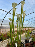 Sarracenia LPJA 021 «Llorona»